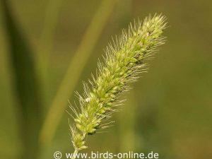 Bristle-grass (Setaria sp.)