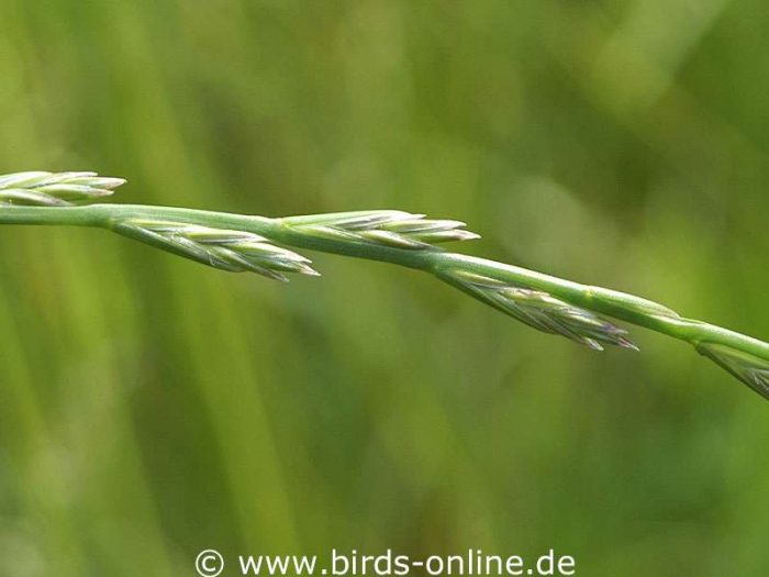 Deutsches Weidelgras (Lolium perenne)