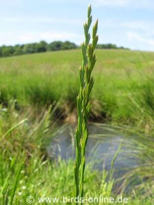 Perennial Rye-grass (Lolium perenne)
