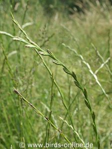 Perennial Rye-grass (Lolium perenne)