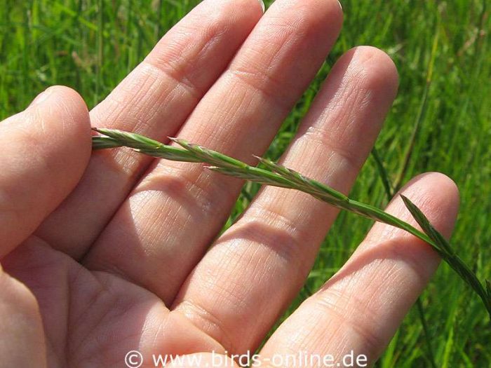 Deutsches Weidelgras (Lolium perenne)