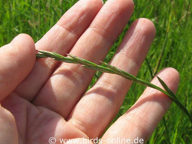 deutsches-weidelgras-lolium-perenne-birds-online