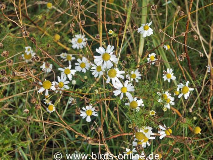 Echte Kamille (Matricaria chamomilla)