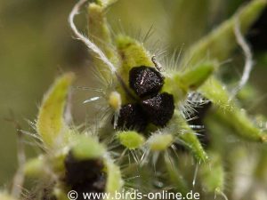 Gewöhnlicher Natternkopf (Echium vulgare), reife Samen