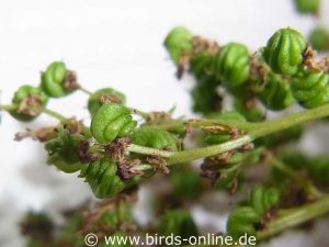 Echtes Mädesüß (Filipendula ulmaria), halb reife Samen im Detail