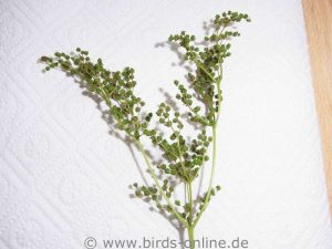 Echtes Mädesüß (Filipendula ulmaria), halb reife Samen