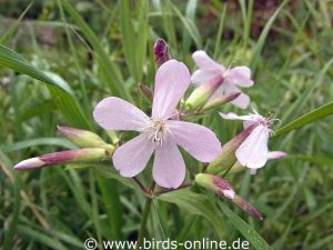 Echtes Seifenkraut (Saponaria officinalis)