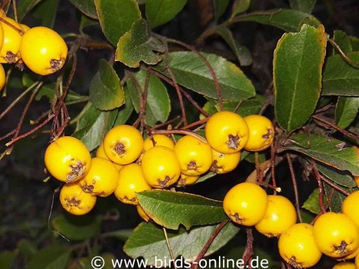 Scarlet firethorn (Pyracantha coccinea), fruits