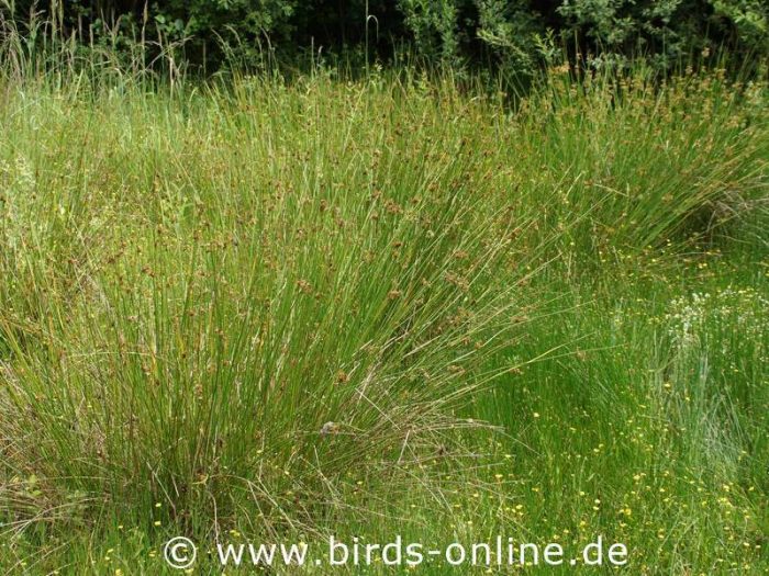 Flatter-Binse (Juncus effusus)