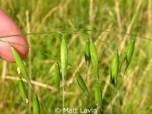 Common Wild-oat (Avena fatua)