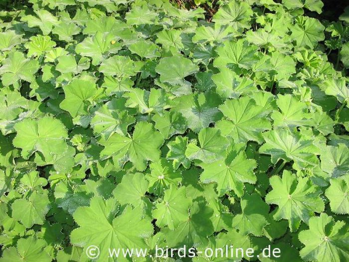 Gewöhnlicher Frauenmantel (Alchemilla vulgaris)