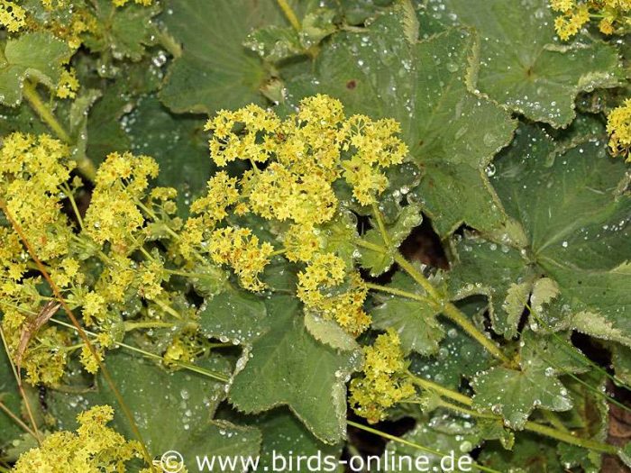 Gewöhnlicher Frauenmantel (Alchemilla vulgaris), blühend