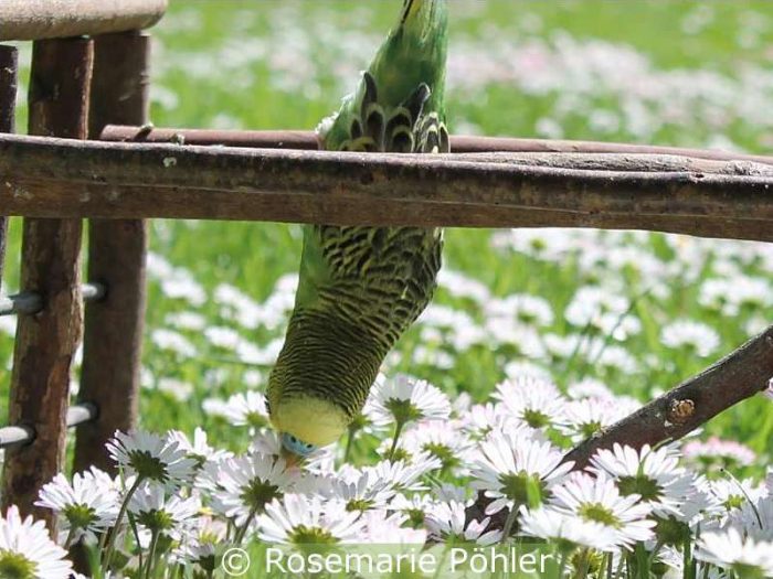 Der flugunfähige Wellensittich Leon auf einer Wiese mit Gänseblümchen.