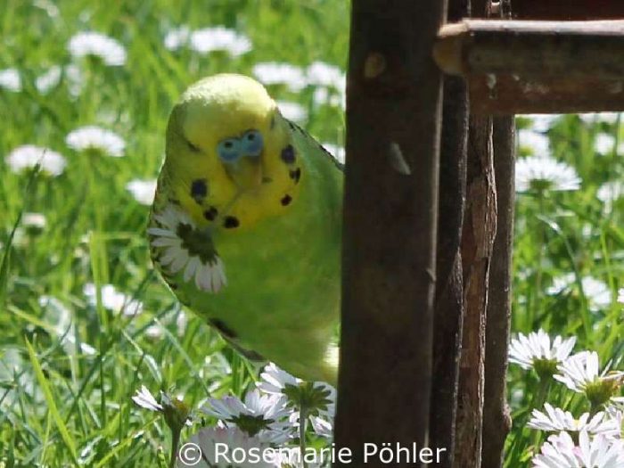 Wellensittich Leon frisst sehr gern Gänseblümchen.