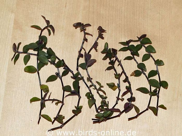 Um Golliwoog zu züchten, müssen einfach nur einige Triebe abgeschnitten werden ...