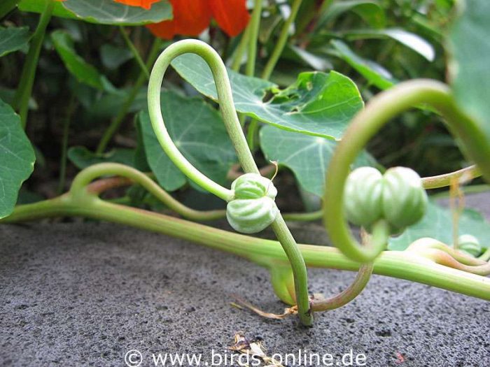 Große Kapuzinerkresse (Tropaeolum majus), Fruchtstand