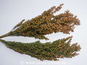 Half-ripe White millet (panicles)