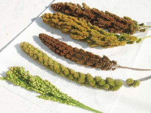 Various sorts of millet in a half-ripe stage: White millet at the bottom, firm white foxtail millet, firm red foxtail millet, loose white foxtail millet, and loose red foxtail millet at the very top.