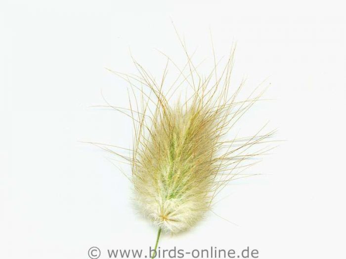 Hare's-tail (Lagurus ovatus)