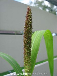 Half-ripened home-grown millet on a balcony.