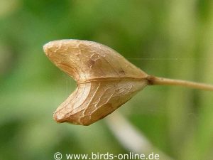 Hirtentäschelkraut (Capsella bursa-pastoris), fast vollständig reife Samenkapsel