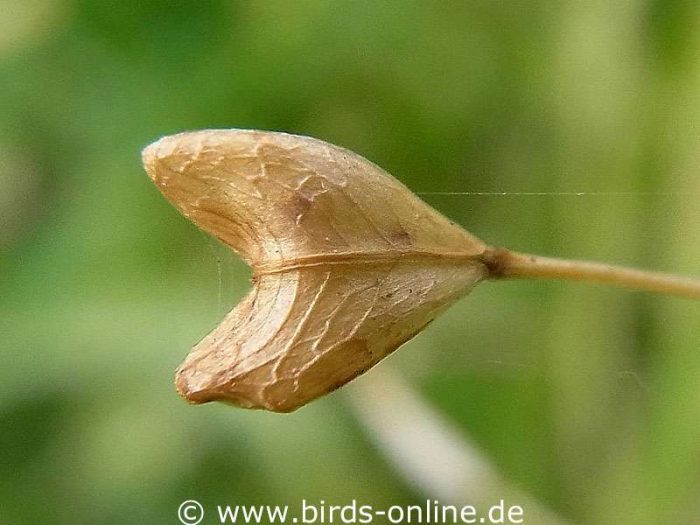 Gewöhnliches Hirtentäschel (Capsella bursa-pastoris), nahezu reife Samenkapsel