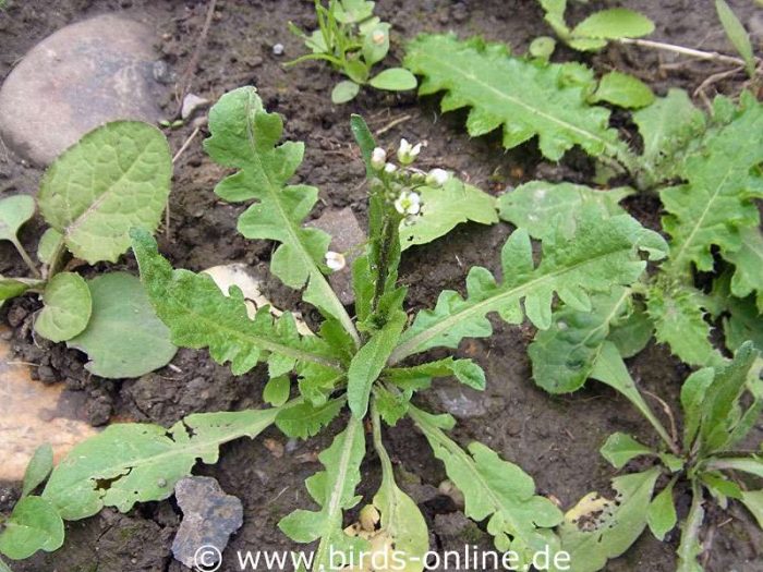 Gewöhnliches Hirtentäschel (Capsella bursa-pastoris), Blattrosette