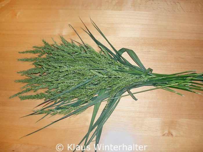 Hühnerhirse (Echinochloa crus-galli)