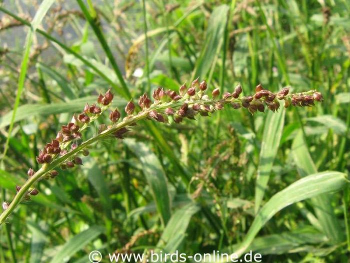 Barnyard millet (Echinochloa crus-galli)