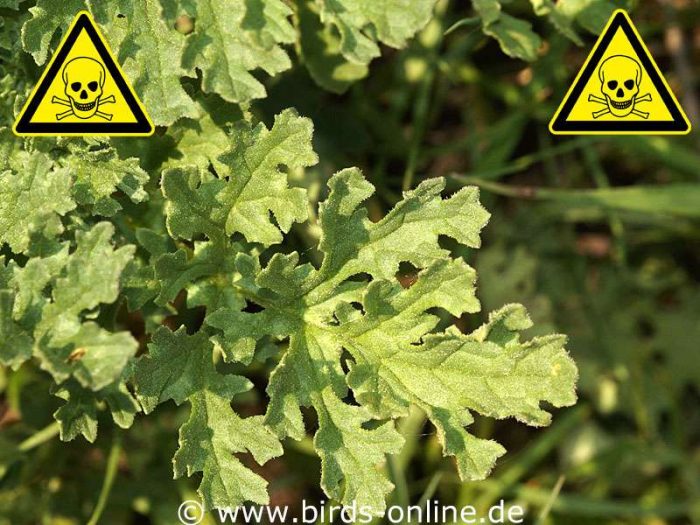 Blatt des Jakobs-Greiskrauts (Senecio jacobaea), diese Pflanzenart ist stark giftig
