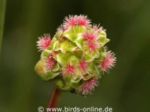 Kleiner Wiesenknopf (Sanguisorba minor), blühend