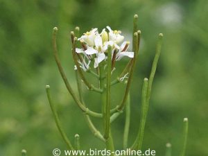 Knoblauchsrauke (Alliaria petiolata), Blüten und halb reife Samenschoten