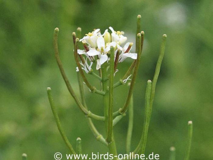 Knoblauchsrauke (Alliaria petiolata), Blüten und halbreife Samenschoten