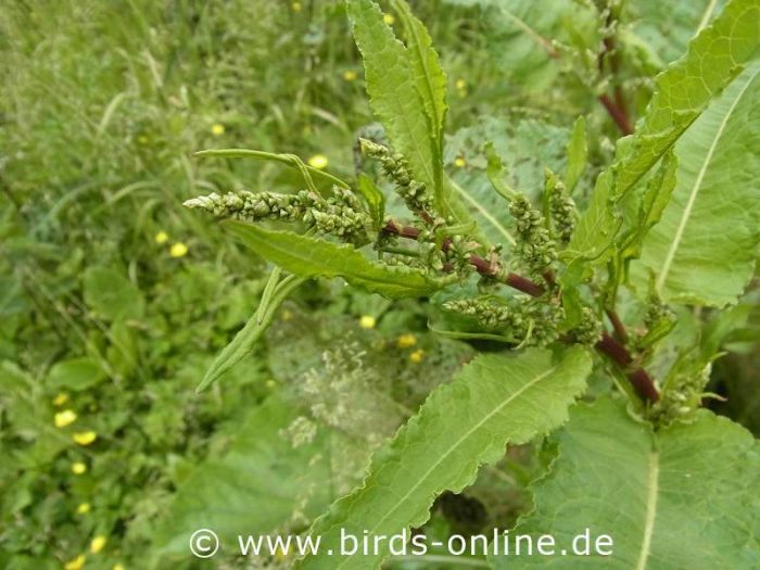 Krausblättriger Ampfer (Rumex crispus)