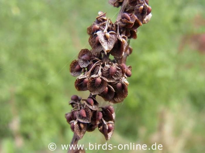 Krausblättriger Ampfer (Rumex crispus), reife Samen