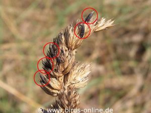 Mutterkornpilz (Claviceps purpurea) in Knaulgras (Dactylis glomerata)