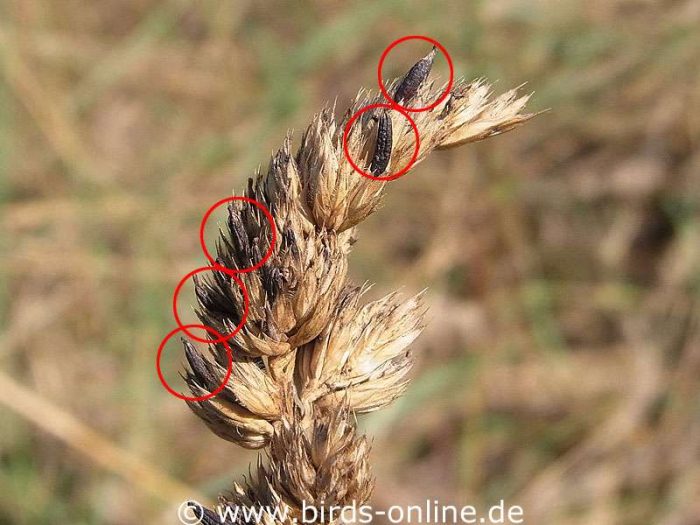 Mutterkornpilz (Claviceps purpurea) auf Knaulgras (Dactylis glomerata)