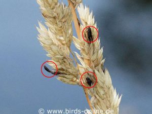 Mutterkornpilz (Claviceps purpurea) auf Honiggras (Holcus)