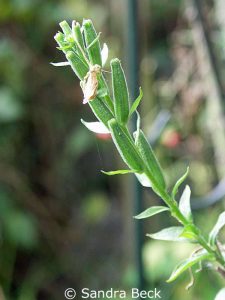 Nachtkerze (Oenothera), halb reife Samenkapseln