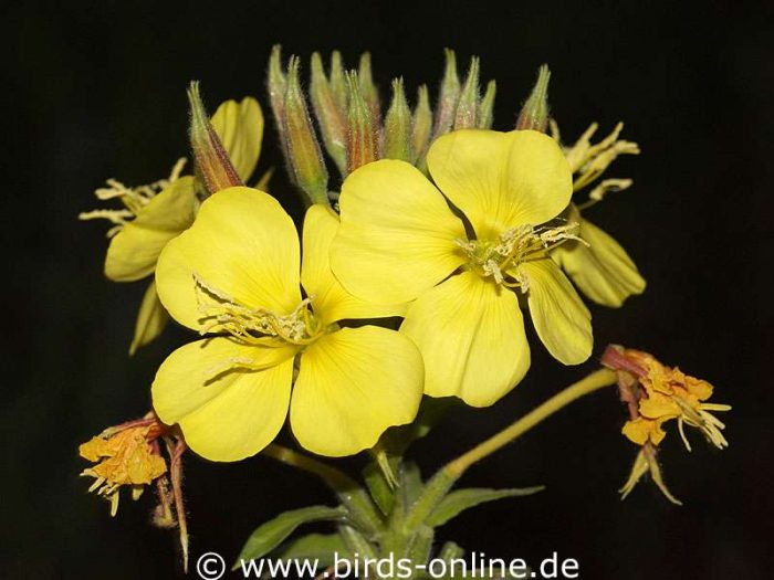 Rotkelchige Nachtkerze (Oenothera glazioviana), blühend