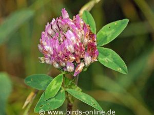 Rotklee (Trifolium pratense), blühend