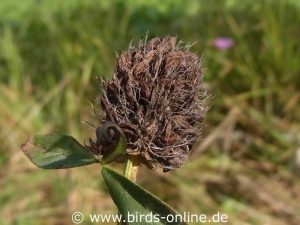 Rotklee (Trifolium pratense), Fruchtstand