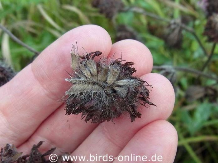 Rotklee (Trifolium pratense), Fruchtstand