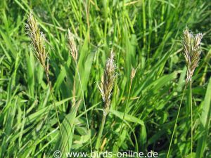 Sweet Vernal-grass (Anthoxanthum odoratum)