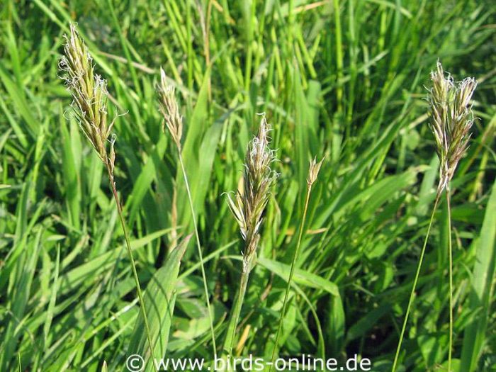 Gewöhnliches Ruchgras (Anthoxanthum odoratum)