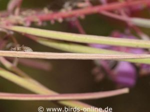 Schmalblättriges Weidenröschen (Epilobium angustifolium) mit halb reifen Samenschoten; diese mögen viele Heimvögel sehr gern.