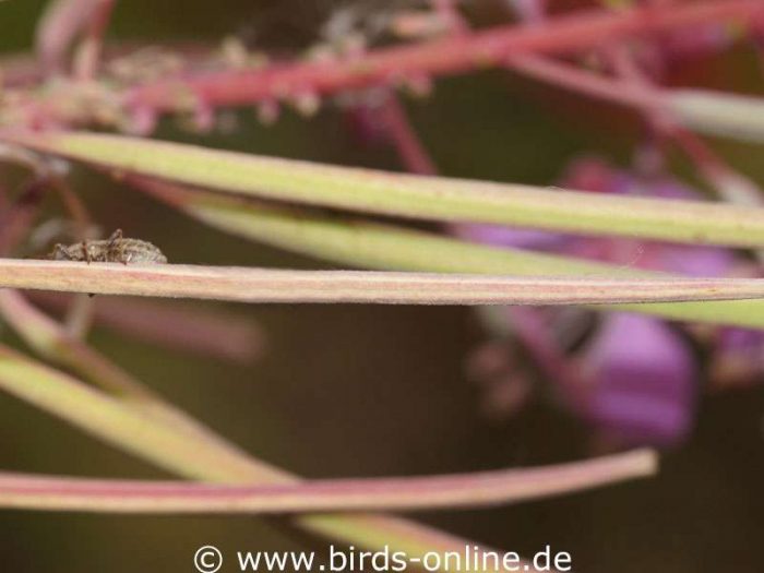 Schmalblättriges Weidenröschen (Epilobium angustifolium) mit halbreifen Samenschoten; diese mögen viele Heimvögel sehr gern.