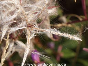 Schmalblättriges Weidenröschen (Epilobium angustifolium) mit reifen Samen; diese mögen die meisten Heimvögel nicht