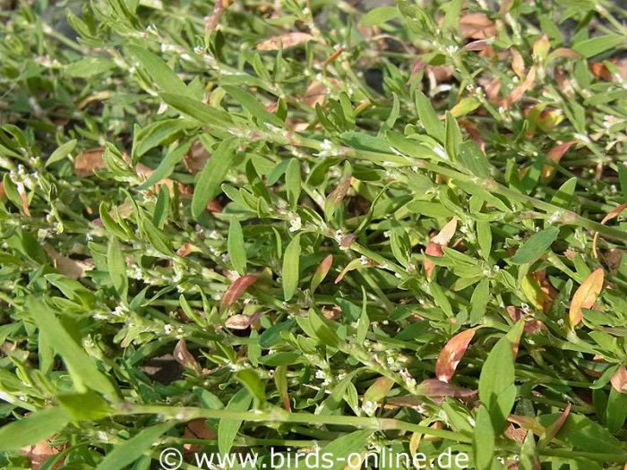 Vogelknöterich (Polygonum aviculare)