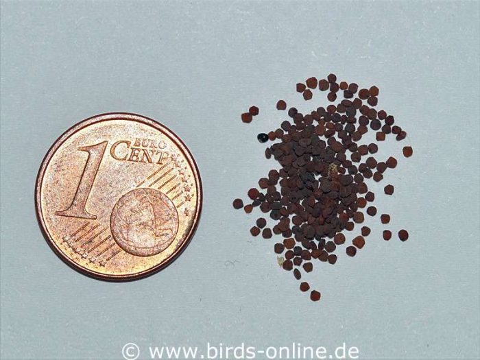 Samen der Vogelmiere